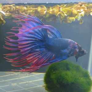 BETTA MALE SP. CROWNTAIL THAI FLAG