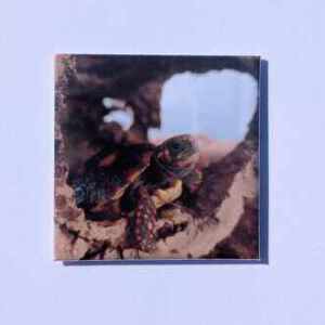 Magneet "Schildpad''