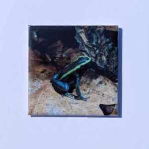 Magneet "Phyllobates"