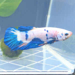 BETTA MALE HALFMOON WHITE/BLUE