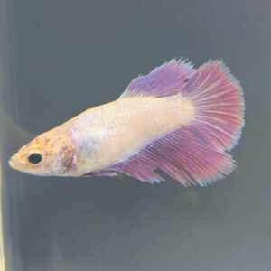 BETTA FEMALE HALFMOON