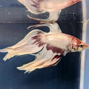 BETTA MALE LONGFIN DRAGON
