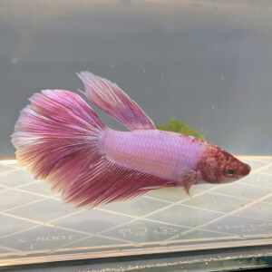 BETTA MALE HALFMOON LAVENDER BIGEAR
