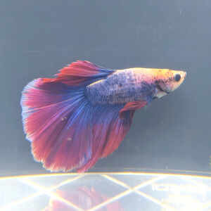 BETTA MALE HALFMOON THAI FLAG
