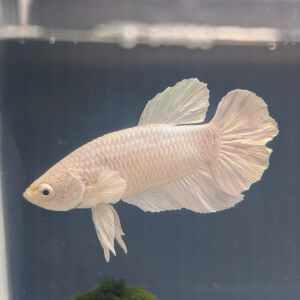 BETTA MALE PLAKAT HALFMOON WHITE