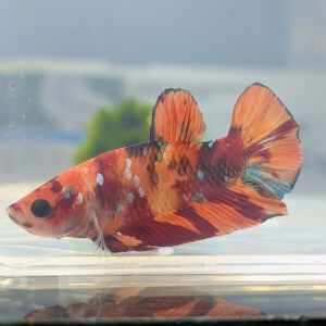 BETTA MALE PLAKAT KOI NEMO
