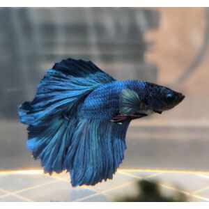 BETTA MALE HALFMOON ROSETAIL
