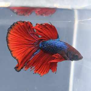 BETTA MALE HALFMOON GREEN RED DRAGON