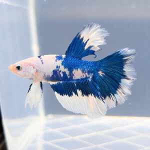 BETTA MALE BLUE PANDA SUPERDELTA