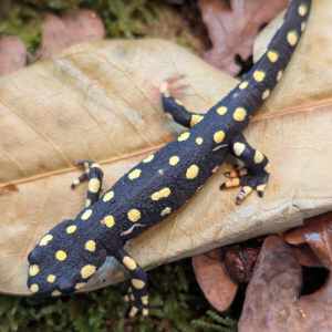 Urmi beeksalamander (Neurergus crocatus)