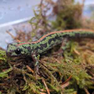 Dwergmarmersalamander (Triturus Pygmaeus Pygmaeus)