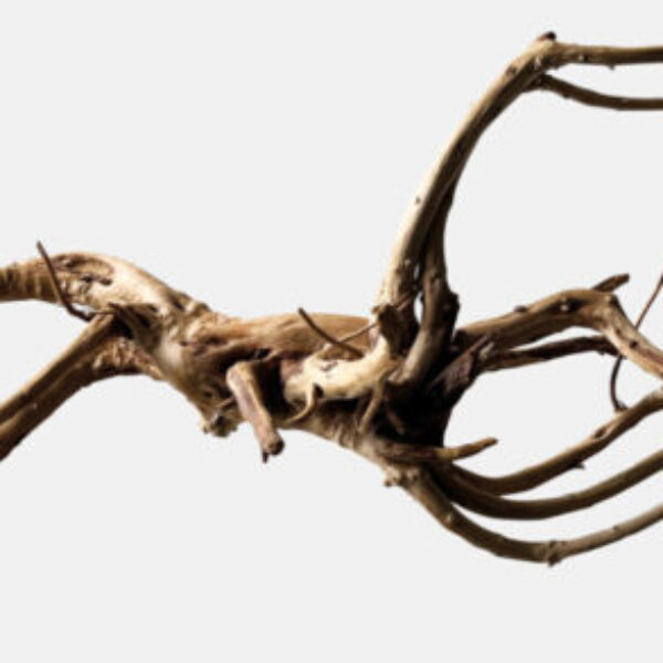 24_BLACK_SPIDERWOOD_LARGE_300a7