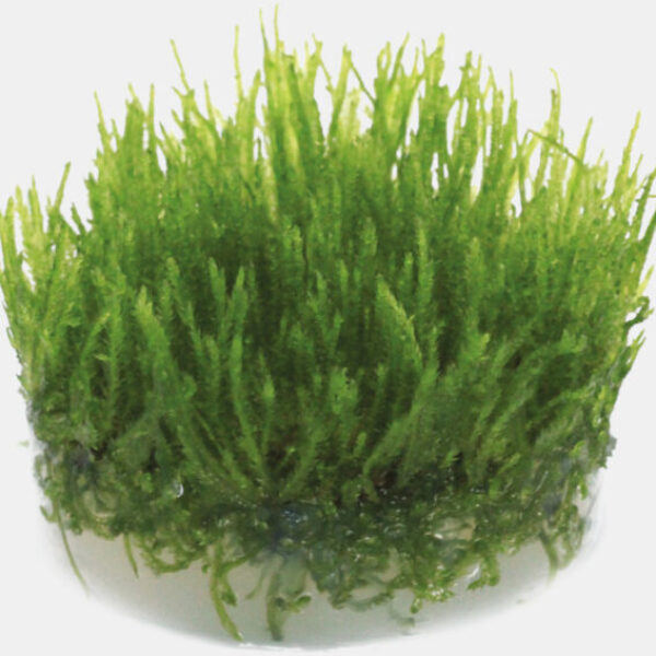 2815_TAXIPHYLLUM_SP_SPIKY_26bbc