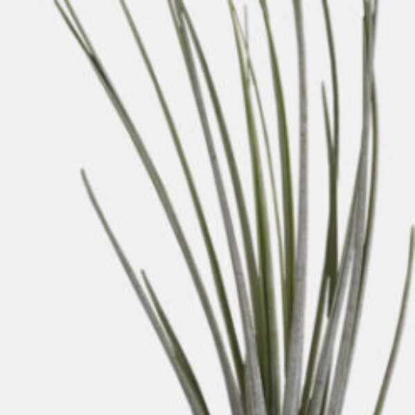 61692_PT-TILLANSIA_JUNCEA_a5eeb