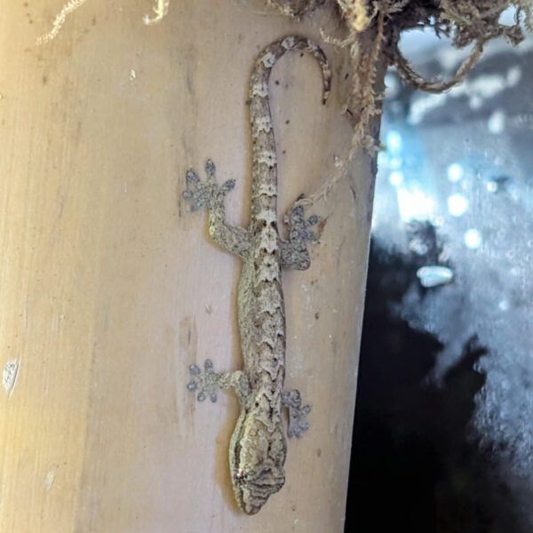 6fdb256c-6853-46a2-982a-a2dd09b71b8d