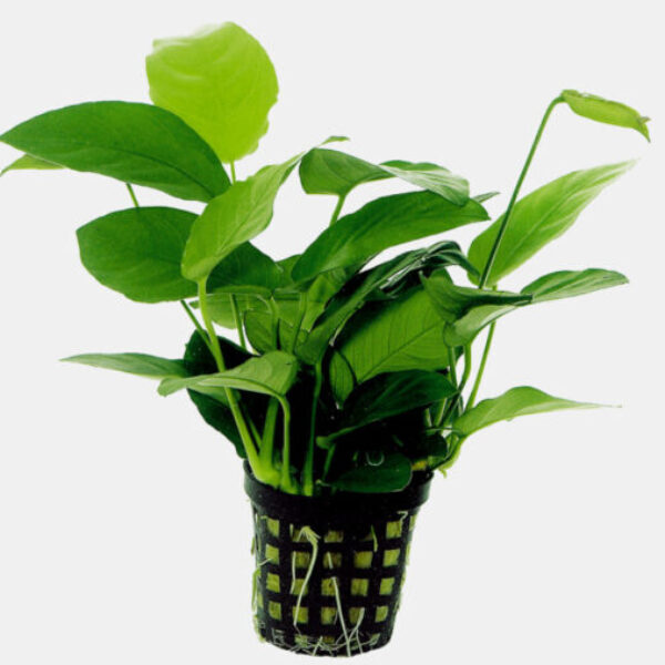 748_ANUBIAS_NANA_5_CM_POT_3d33e
