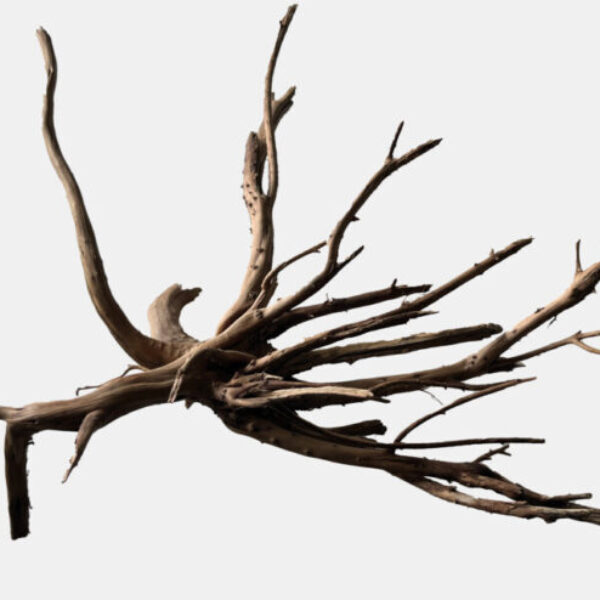 7_BLACK_SPIDERWOOD_MEDIUM_b292c