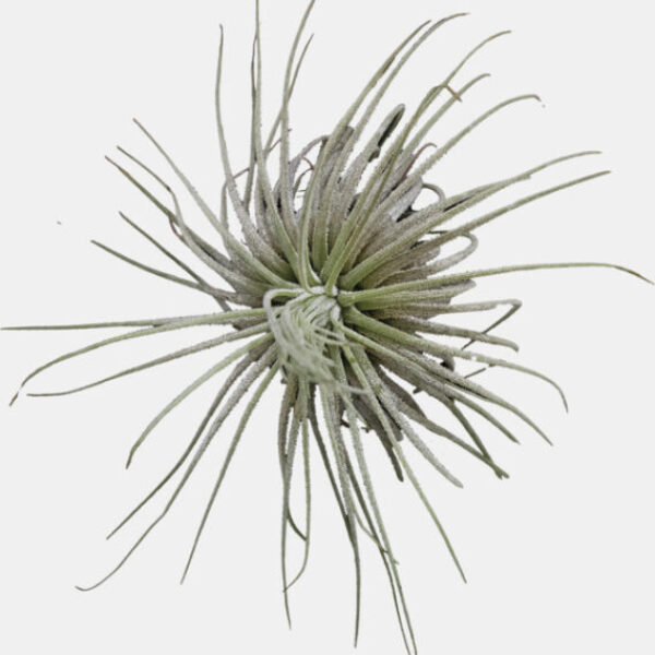 8_PT-TILLANSIA_MAGNUSIANA_c6539