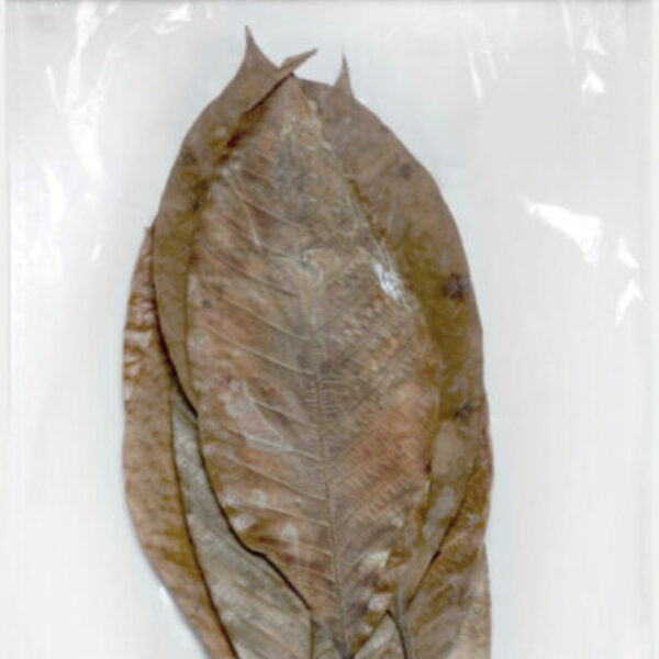 AT_RUBBER_LEAVE_10X_FRONT_7d61a