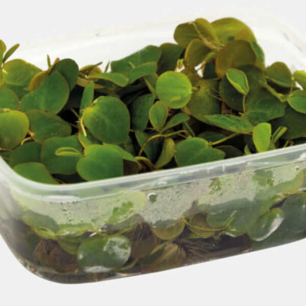 BAKJE_PHYLLANTUS_FLUITANS_6240c