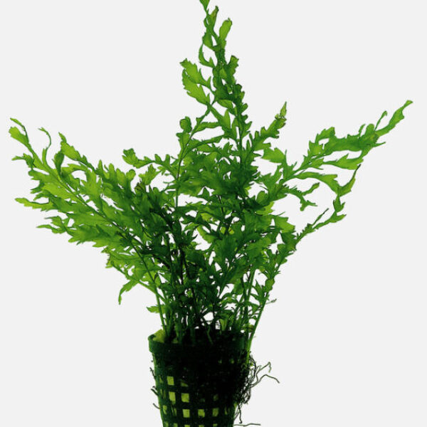 BITIS_HEUDELOTII_5_CM_POT_32150