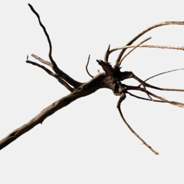 BLACK_SPIDERWOOD_X-LARGE__901f9