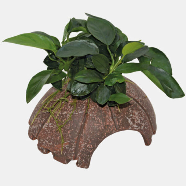 COCONUT_ANUBIAS_10X12X7CM_5e623
