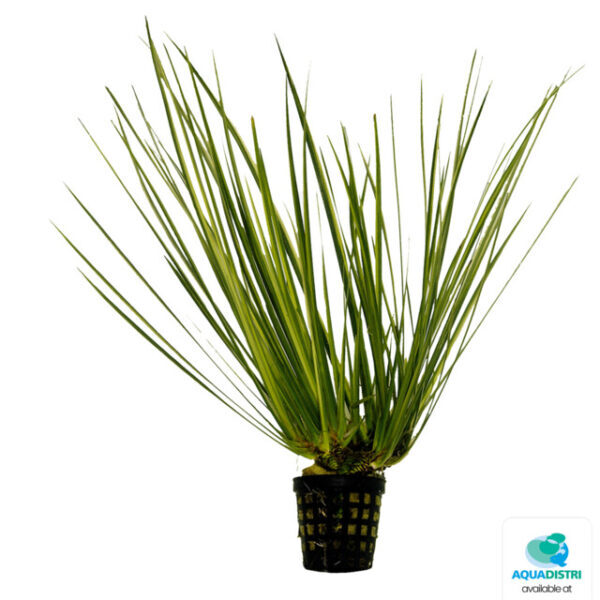 CORUS_VARIEGATUS_5_CM_POT_ce811