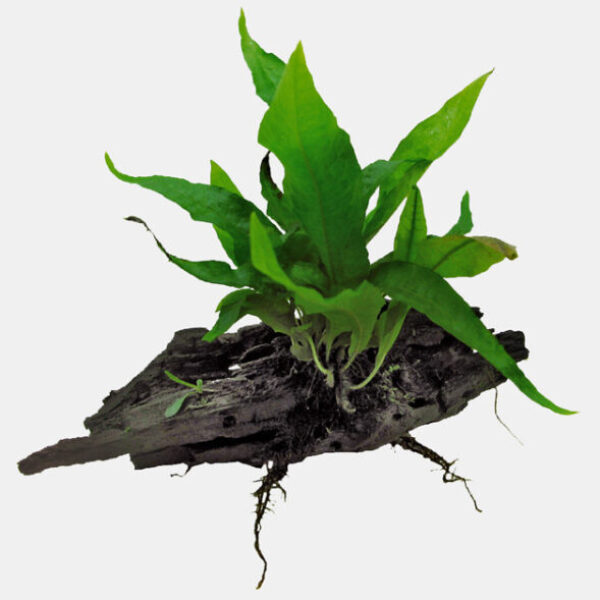 CROSORUM_PTEROPUS_MAAT_SS_bcc9c