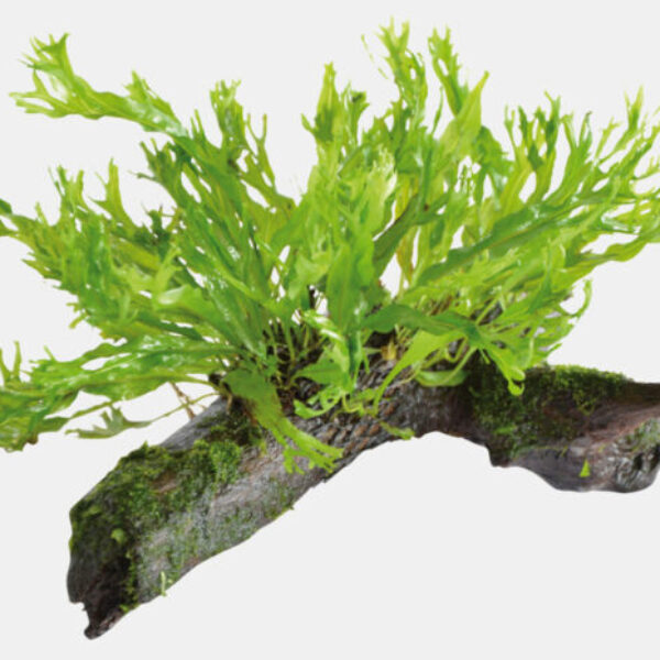 CROSORUM_WINDELOV_MAAT_SS_83857