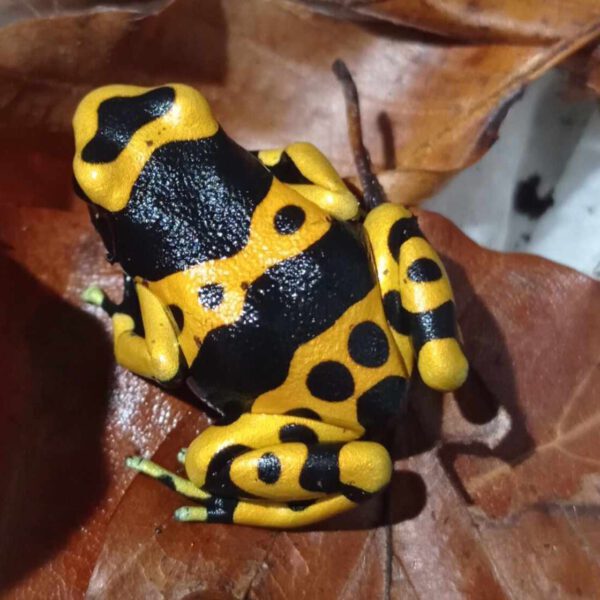 Dendrobates Leucomelas 1