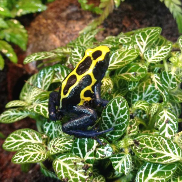 Dendrobates Nominaat6