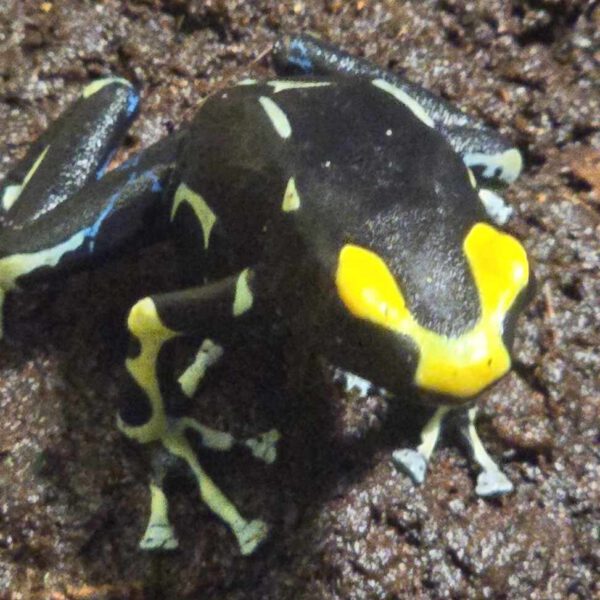 Dendrobates Oelemarie