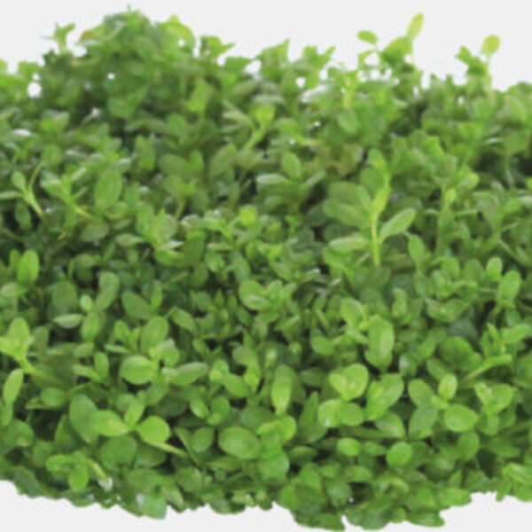 EMIANTHUS_CALLITRICHOIDES_b5a3c