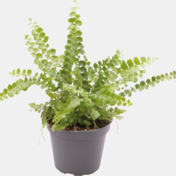 EPHROLEPIS_EXALTATA_DUFFY_6543e