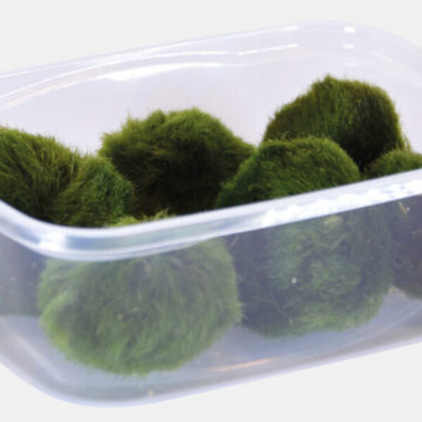 E_CHLADOFLORA_SS,_6_STUKS_1f8f8