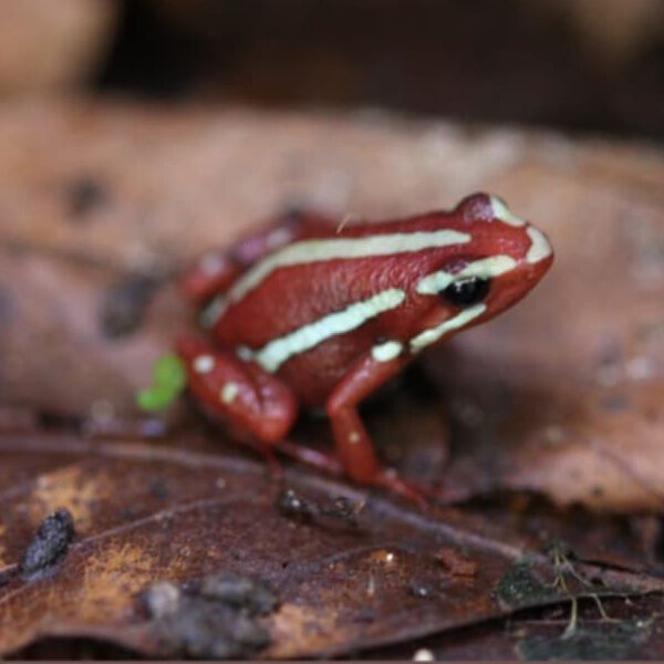 Epipedobates Anthonyi Santa Isabel2