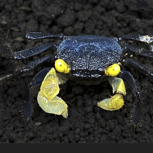 G. DENNERLE GOLDENEYE