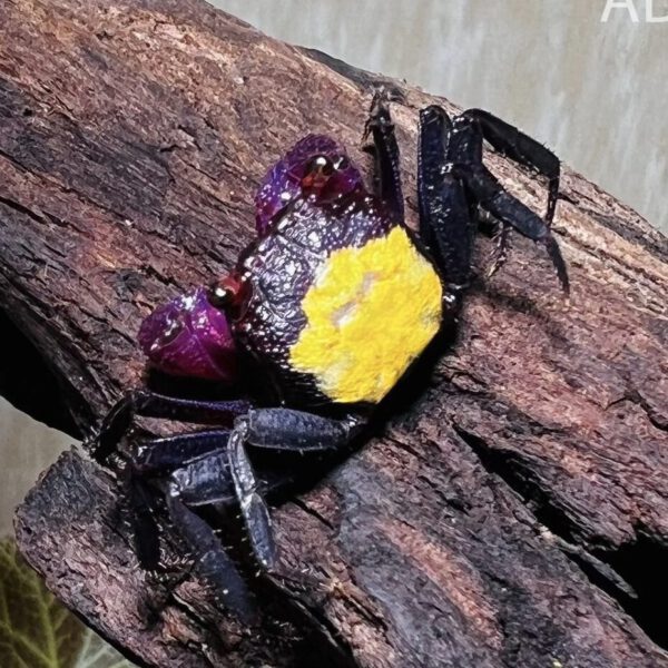 GEOSESARMA DENNERLE 2-2.5CM