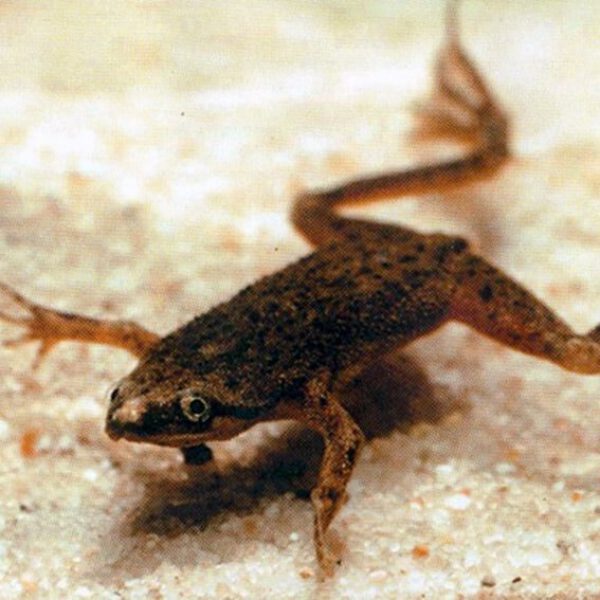 HYMENOCHIRUS BOETTGERI 1.8-2.3CM