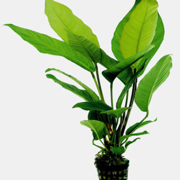 IAS_HETEROPHYLLA_5_CM_POT_a8b65