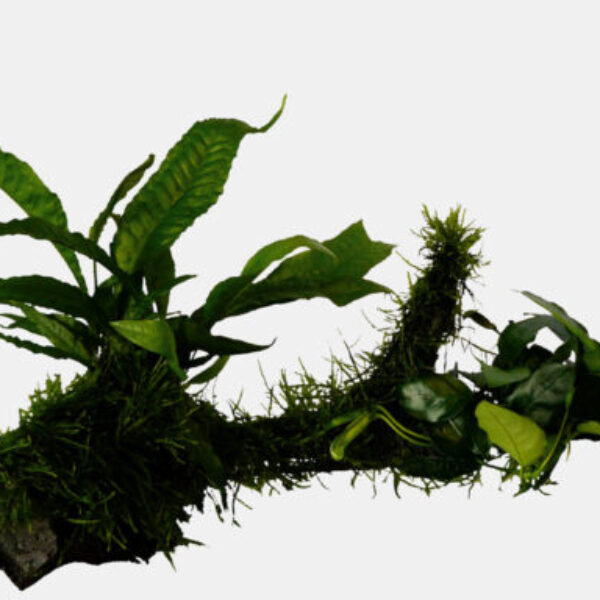 ICROSORUM-MOSS_MAAT_LARGE_83cef