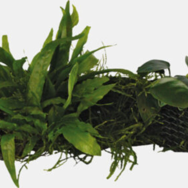 ICROSORUM-MOSS_MAAT_SMALL_35568