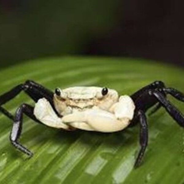 LEPIDOTHELPHUSA PADAWAN 2-2.5 CM