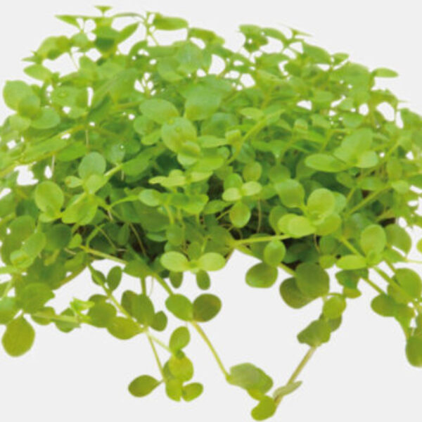 _MICRANTHEMUM_MONTE_CARLO_5a2c6