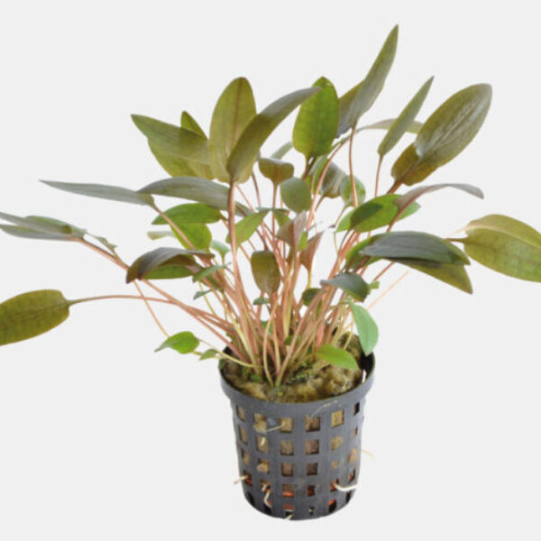 NE_WENDTII_BRUIN_5_CM_POT_47002