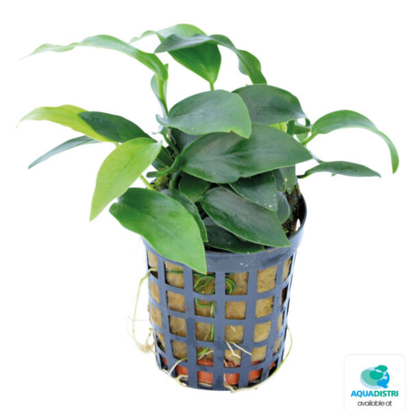 NUBIAS_NANA_MINI_5_CM_POT_4086b