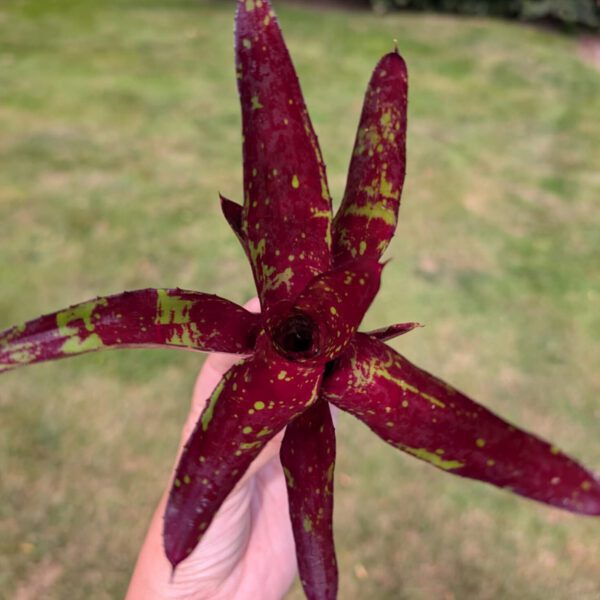 Neoregelia Hera var Little Bright 2