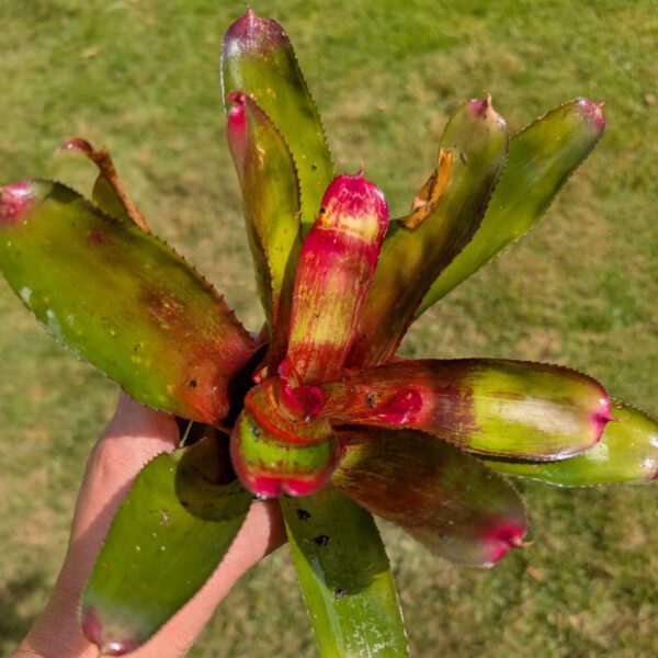Neoregelia Rio Grande 2