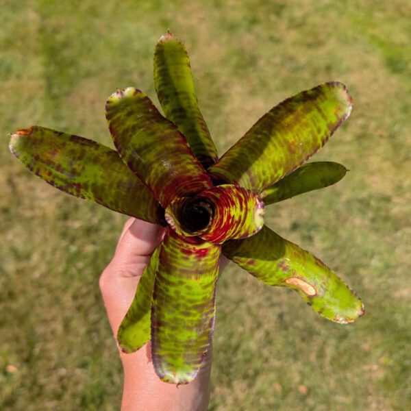 Neoregelia Screaming Tiger